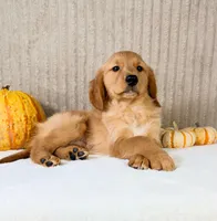 Shetar, a female Golden Retriever for sale in Indianapolis, IN – 2 of 5