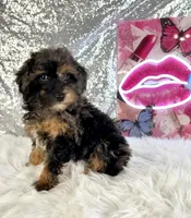SoLo, a male Miniature Bernedoodle for sale in Indianapolis, IN – 3 of 5