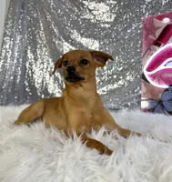 Hannah, a female Rat Terrier and Chihuahua for sale in Indianapolis, IN – 4 of 5