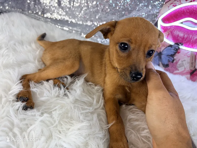 Hannah – Rat Terrier, Chihuahua puppy for sale in Indianapolis, IN