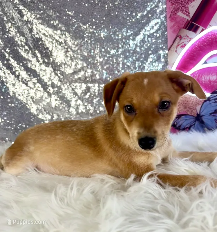 Shaggy – Rat Terrier, Chihuahua puppy for sale in Indianapolis, IN