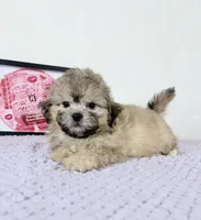 Aaron, a male Shihpoo for sale in Indianapolis, IN – 4 of 5
