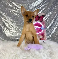 Hannah, a female Rat Terrier and Chihuahua for sale in Indianapolis, IN – 2 of 5