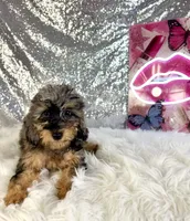 Whistles, a male Miniature Bernedoodle for sale in Indianapolis, IN – 4 of 5