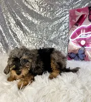 Whistles, a male Miniature Bernedoodle for sale in Indianapolis, IN – 2 of 5