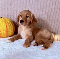 Draco, a male Golden Retriever for sale in Indianapolis, IN – 2 of 5