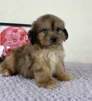 Damien, a male Shihpoo for sale in Indianapolis, IN – 4 of 5
