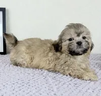 Aaron, a male Shihpoo for sale in Indianapolis, IN – 3 of 6