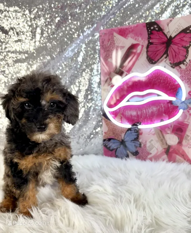 Solo – Miniature Bernedoodle puppy for sale in Indianapolis, IN