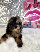 Solo, a male Miniature Bernedoodle for sale in Indianapolis, IN – 4 of 6