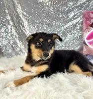 Alex, a male Chihuahua for sale in Indianapolis, IN – 3 of 6