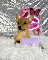 Hannah, a female Rat Terrier and Chihuahua for sale in Indianapolis, IN – 1 of 5