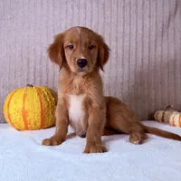 Cinnabar, a male Golden Retriever for sale in Indianapolis, IN – 2 of 5