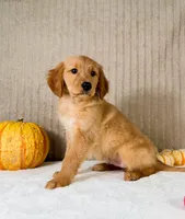 Rocco, a male Golden Retriever for sale in Indianapolis, IN – 4 of 5