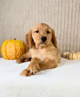 Shetar, a female Golden Retriever for sale in Indianapolis, IN – 3 of 5