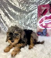 Whistles, a male Miniature Bernedoodle for sale in Indianapolis, IN – 1 of 5