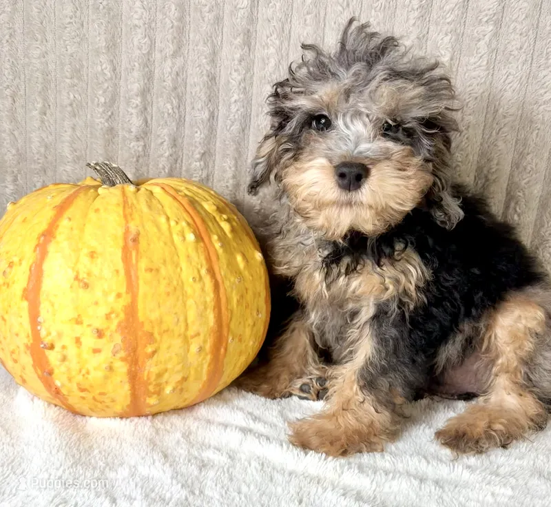 Whistles – Miniature Goldendoodle puppy for sale in Indianapolis, IN