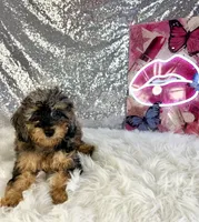 Whistles, a male Miniature Bernedoodle for sale in Indianapolis, IN – 5 of 5