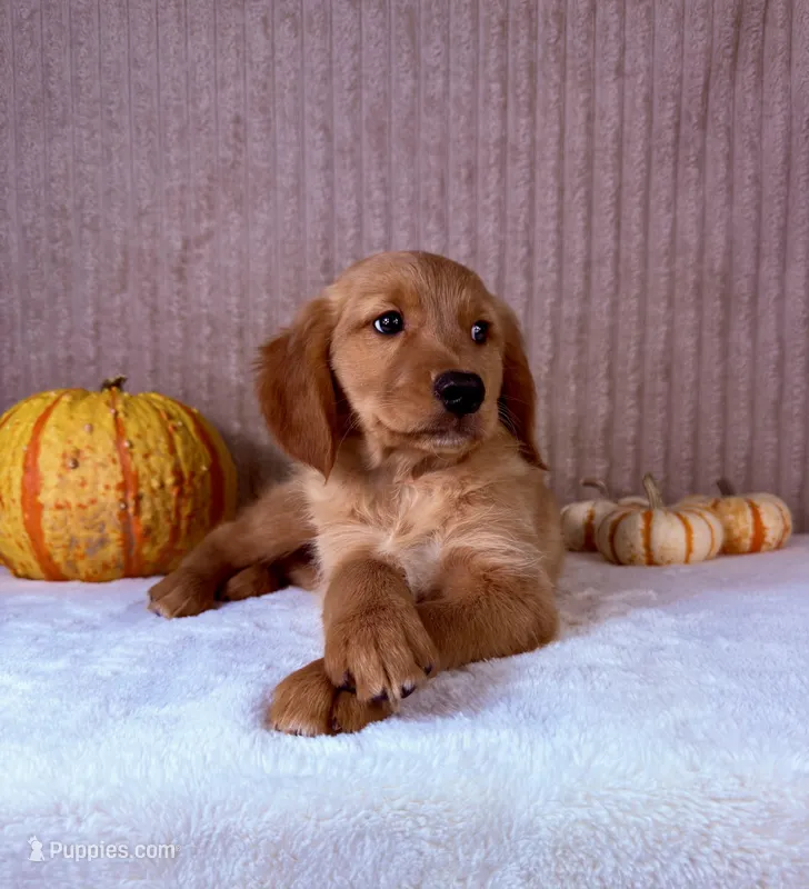 Rocco – Golden Retriever puppy for sale in Indianapolis, IN