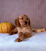 Rocco, a male Golden Retriever for sale in Indianapolis, IN – 1 of 6
