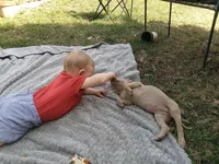 Violet , a female American Pit Bull Terrier and Bluetick Coonhound for sale in Aiken, SC – Photo 3 of 5