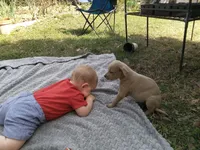 Violet , a female American Pit Bull Terrier and Bluetick Coonhound for sale in Aiken, SC – Photo 4 of 5