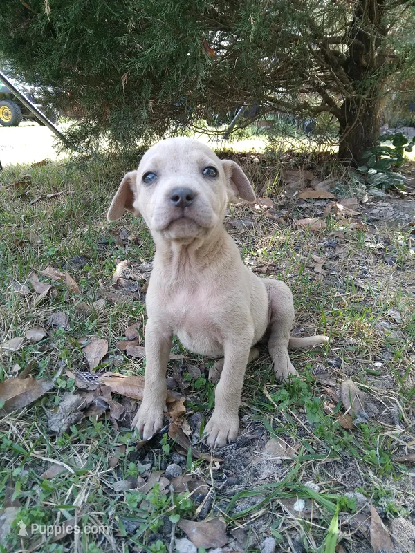 Violet  – American Pit Bull Terrier, Bluetick Coonhound puppy for sale in Aiken, SC