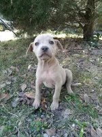 Violet , a female American Pit Bull Terrier and Bluetick Coonhound for sale in Aiken, SC – Photo 1 of 5