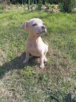 Violet , a female American Pit Bull Terrier and Bluetick Coonhound for sale in Aiken, SC – Photo 2 of 8