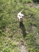 Violet , a female American Pit Bull Terrier and Bluetick Coonhound for sale in Aiken, SC – Photo 5 of 8