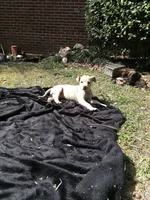 Violet , a female American Pit Bull Terrier and Bluetick Coonhound for sale in Aiken, SC – Photo 4 of 8