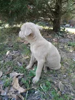 Violet , a female American Pit Bull Terrier and Bluetick Coonhound for sale in Aiken, SC – Photo 2 of 5