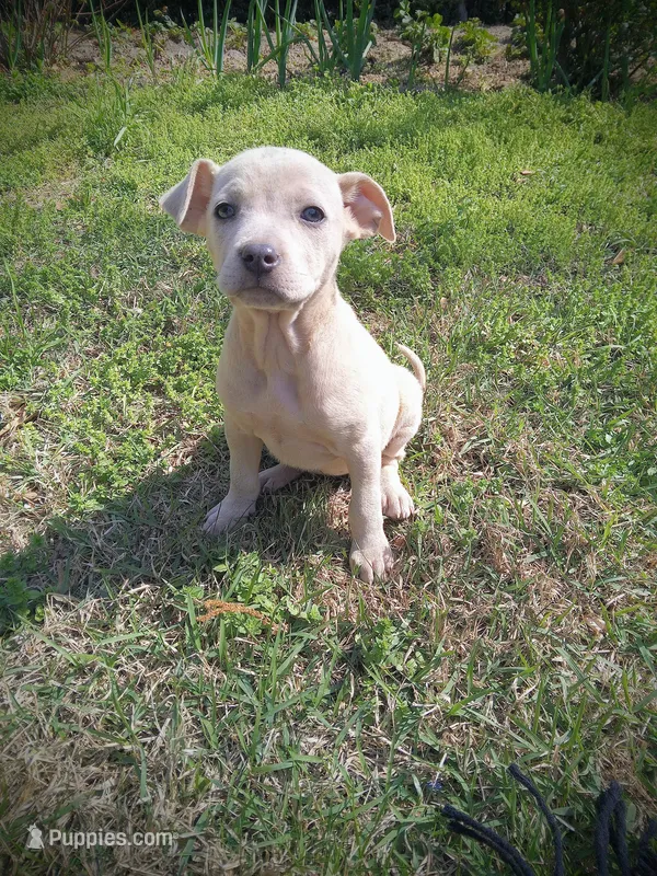 Violet  – American Pit Bull Terrier, Bluetick Coonhound puppy for sale in Aiken, SC