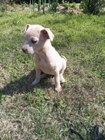Violet , a female American Pit Bull Terrier and Bluetick Coonhound for sale in Aiken, SC – Photo 6 of 8