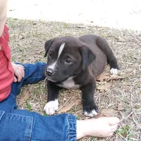 Peter, a male German Shepherd Dog and American Pit Bull Terrier for sale in Aiken, SC – Photo 2 of 7