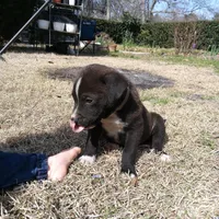 Peter, a male German Shepherd Dog and American Pit Bull Terrier for sale in Aiken, SC – Photo 6 of 7