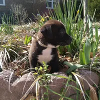 Peter, a male German Shepherd Dog and American Pit Bull Terrier for sale in Aiken, SC – Photo 5 of 7