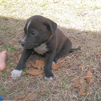 Peter, a male German Shepherd Dog and American Pit Bull Terrier for sale in Aiken, SC – Photo 1 of 7