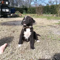 Peter, a male German Shepherd Dog and American Pit Bull Terrier for sale in Aiken, SC – Photo 7 of 7
