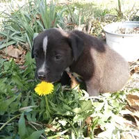 Peter, a male German Shepherd Dog and American Pit Bull Terrier for sale in Aiken, SC – Photo 3 of 7