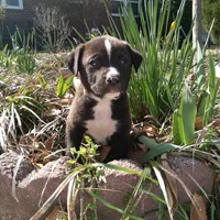 Peter, a male German Shepherd Dog and American Pit Bull Terrier for sale in Aiken, SC – Photo 4 of 7