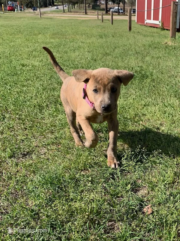 Priscilla – Bluetick Coonhound, Labrador Retriever puppy for sale in Aiken, SC
