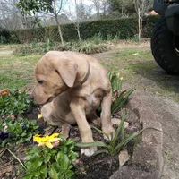 Priscilla, a female Bluetick Coonhound and Labrador Retriever for sale in Aiken, SC – Photo 4 of 4
