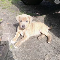 Priscilla, a female Bluetick Coonhound and Labrador Retriever for sale in Aiken, SC – Photo 1 of 4