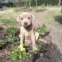 Priscilla, a female Bluetick Coonhound and Labrador Retriever for sale in Aiken, SC – Photo 2 of 4