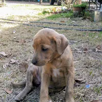 Priscilla, a female Bluetick Coonhound and Labrador Retriever for sale in Aiken, SC – Photo 3 of 4
