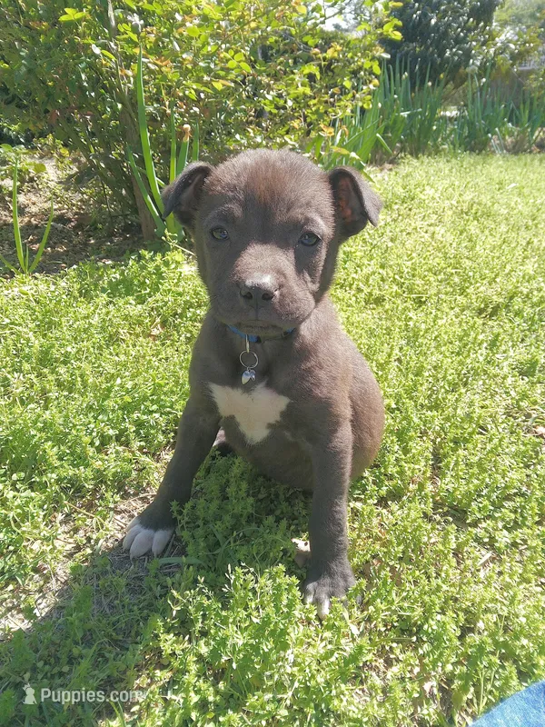 Tommy  – American Pit Bull Terrier, Bluetick Coonhound puppy for sale in Aiken, SC
