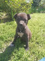 Tommy , a male American Pit Bull Terrier and Bluetick Coonhound for sale in Aiken, SC – Photo 1 of 5