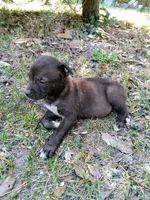 Tommy , a male American Pit Bull Terrier and Bluetick Coonhound for sale in Aiken, SC – Photo 2 of 2