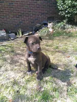 Tommy , a male American Pit Bull Terrier and Bluetick Coonhound for sale in Aiken, SC – Photo 5 of 5
